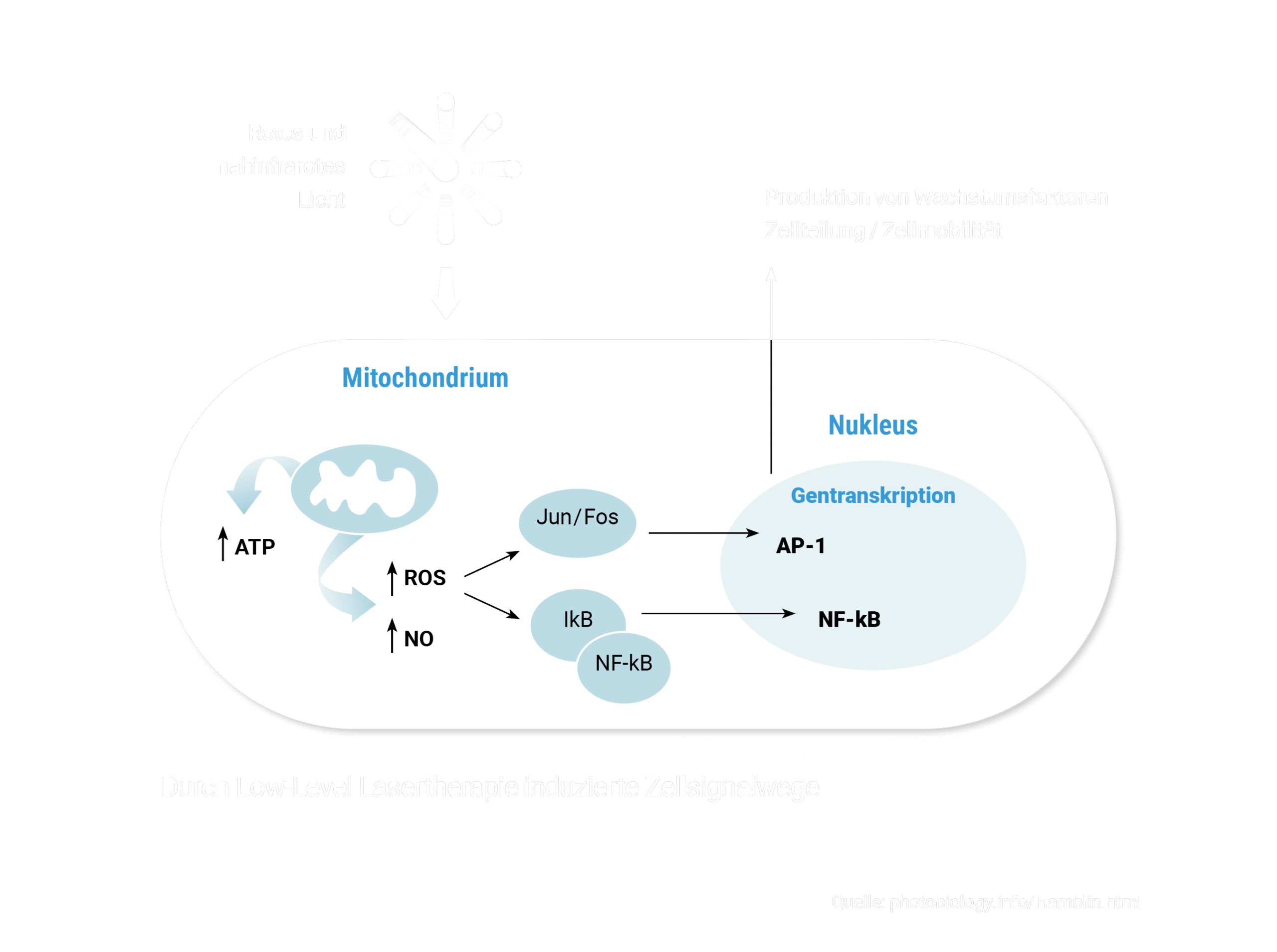 Grafik der durch Low-Level Lasertherapie induzierte Zellsignalwege innerhalb eines Mitochondriums bei Einwirkung von rotem und nahinfrarotem Licht