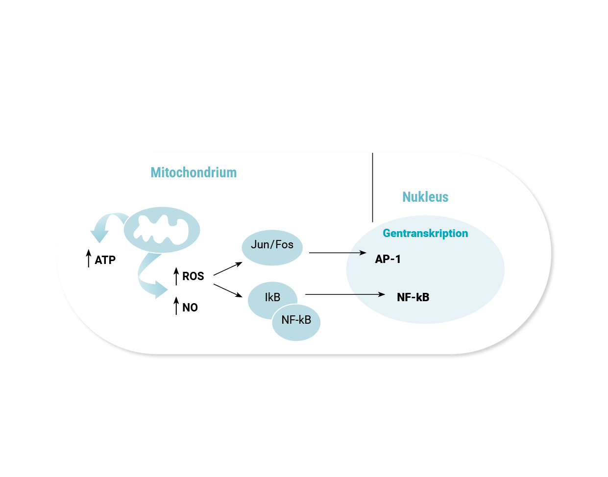 Grafik der durch Low-Level Lasertherapie induzierte Zellsignalwege innerhalb eines Mitochondriums bei Einwirkung von rotem und nahinfrarotem Licht