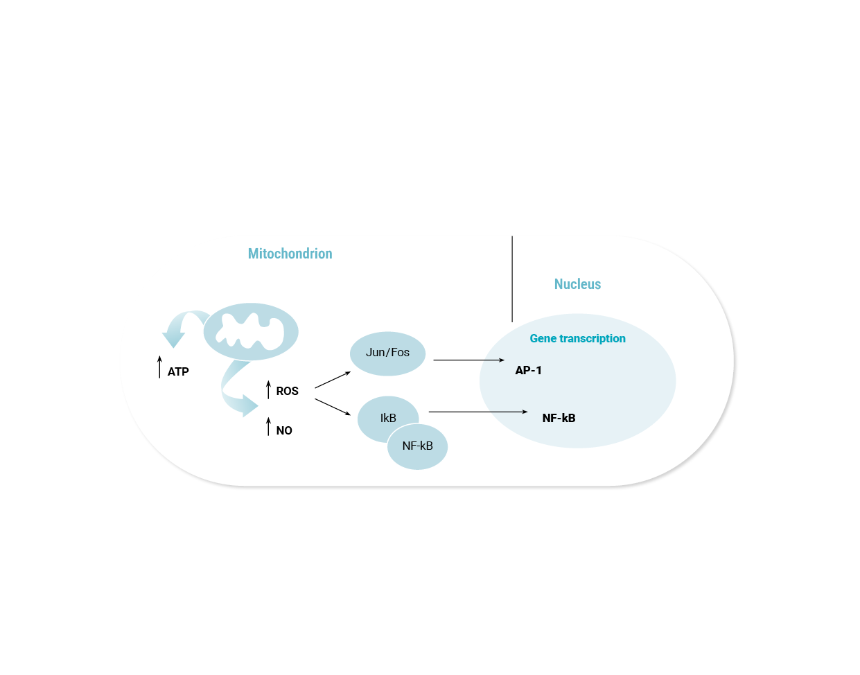 Cell signaling pathways induced by low-level laser therapy. Diagram of the processes within a mitochondrion when exposed to red and near-infrared light